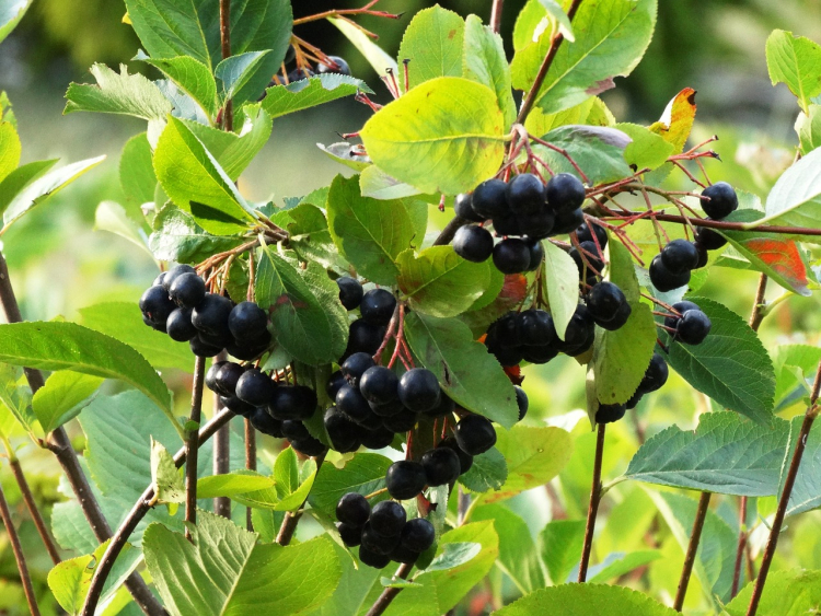 Aronia