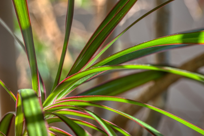 Dracena - roślina, która odmieni każde wnętrze