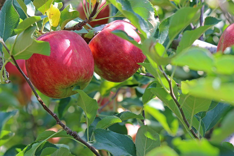 Uprawa jabłoni