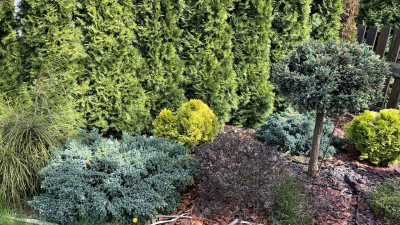 Jak chronić iglaki i liściaste rośliny zimozielone przed zimą?