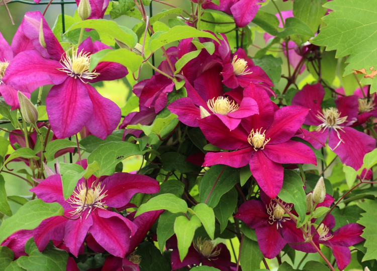 Clematis